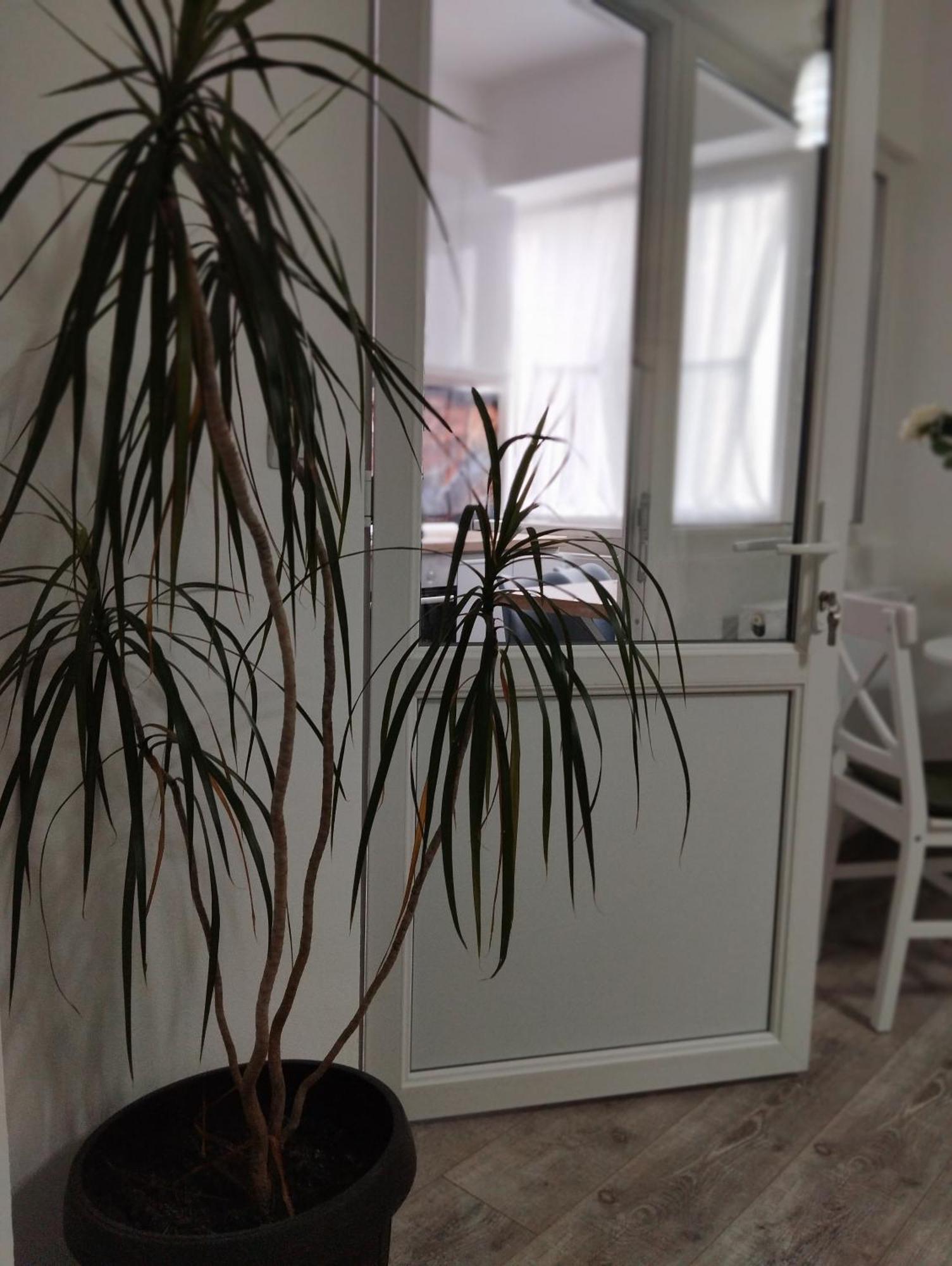 Apartment Amber